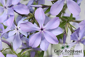 Phlox div. 'Clouds of Perfume'