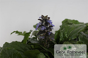 Ajuga reptans