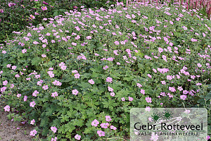 Geranium rivers. 'Mavis Simpson'