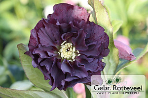 Helleborus or. 'Double Ellen Purple'