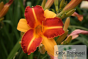 Hemerocallis 'Frans Hals'