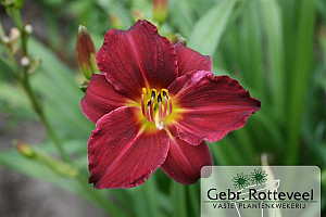 Hemerocallis 'Pardon Me'
