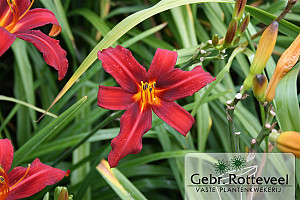 Hemerocallis 'Sammy Russell'