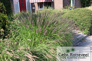 Pennisetum al. 'Moudry'