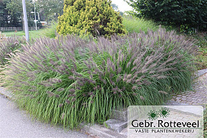 Pennisetum al. 'Moudry'
