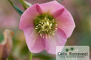 Helleborus or. 'Pretty Ellen Pink'