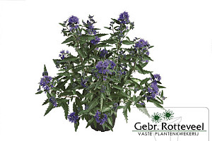 Caryopteris cland. 'First Blue'