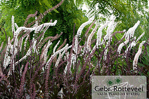 Actaea simp. 'Black Negligee'