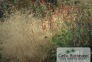 Deschampsia cesp. 'Goldtau'