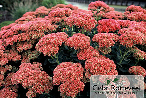 Sedum 'Herbstfreude'