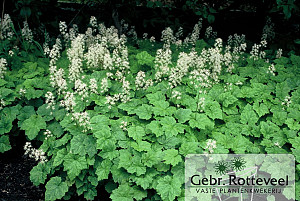 Tiarella cordifolia