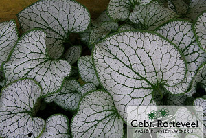 Brunnera macr. 'Silver Spear'