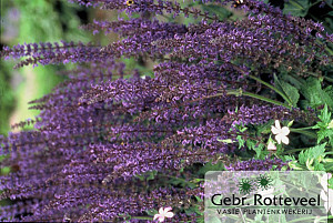 Salvia nem. 'Mainacht'