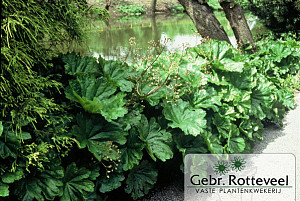 Darmera peltata
