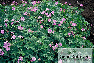 Geranium endressii