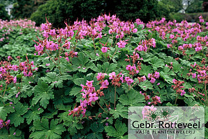 Geranium macrorrhizum