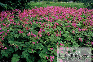 Geranium macr. 'Bevan's Variety'