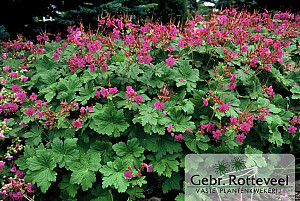 Geranium macr. 'Czakor'