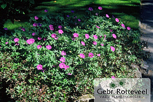 Geranium sanguineum