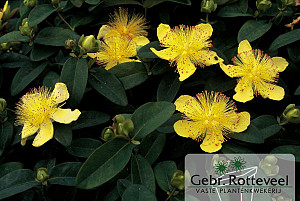 Hypericum calycinum