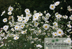 Anemone hyb. 'Whirlwind'
