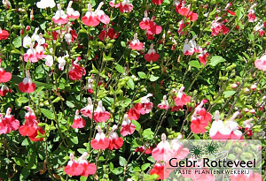 Salvia micr. 'Hot Lips'