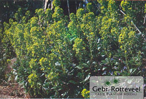 Euphorbia amygdal. robbiae