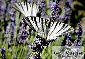 Lavandula angustifolia