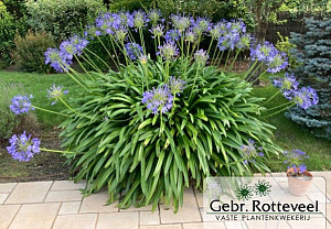 Agapanthus africanus