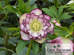 Helleborus or. 'Double Ellen Picotee'