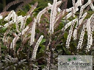 Actaea simplex 'Brunette'