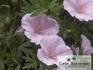 Geranium sang. 'Striatum'