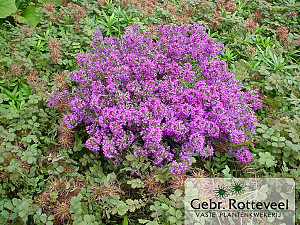 Thymus praecox 'Purple Beauty'