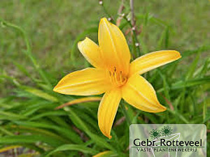 Hemerocallis lilioasphodelus