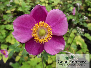 Anemone hyb. 'Hadspen Abundance'