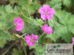 Geranium rivers. 'Russell Prichard'