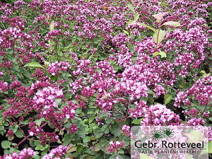 Origanum 'Rosenkuppel'