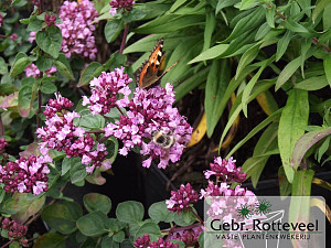 Origanum 'Rosenkuppel'