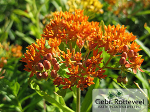Asclepias tuberosa