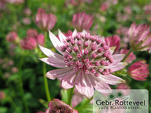 Astrantia maj. 'Pink Pride'