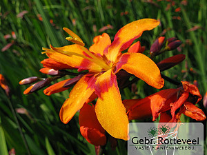 Crocosmia 'Emily McKenzie'