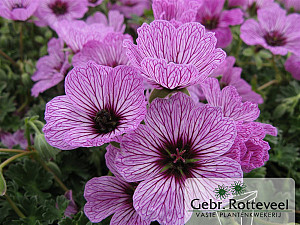 Geranium cin. 'Ballerina'