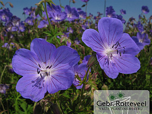 Geranium 'Johnson's Blue'