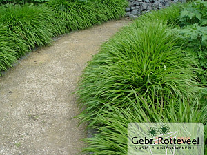 Hakonechloa macra
