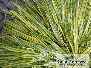 Hakonechloa macra 'Aureola'