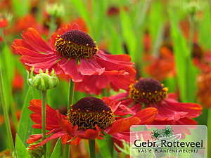 Helenium 'Moerheim Beauty'