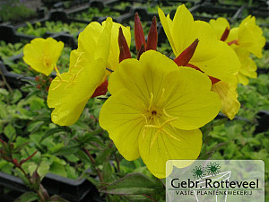 Oenothera fr. 'Fyrverkeri'