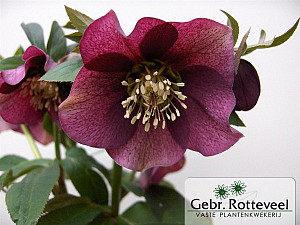 Helleborus or. 'Pretty Ellen Red'
