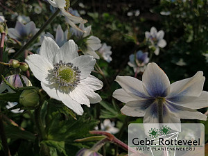 Anemone leveillei