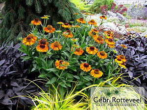 Helenium 'Short and Sassy'